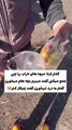 در فیلم دیدیم که پدر برای بچه‌هاش از وسط خیابان میوه خراب جمع می‌کنه. چقدر فداکاری! 💔
