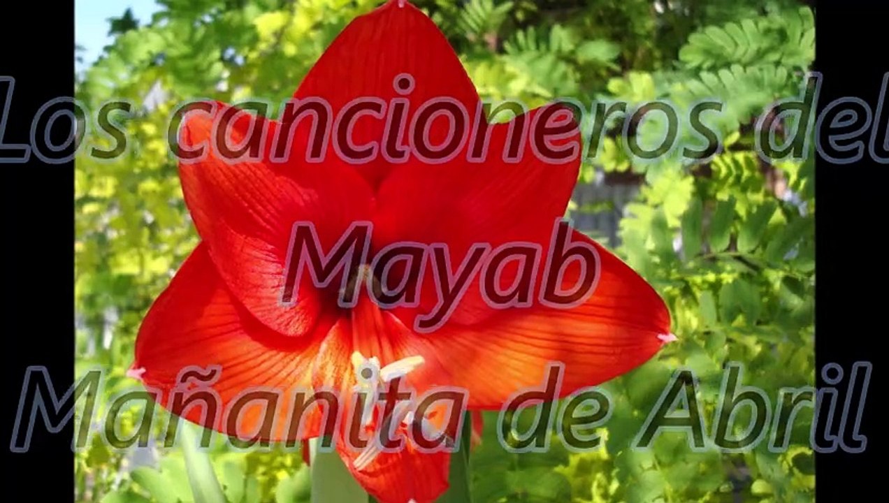Los cancioneros del Mayab  Mañanita de Abril