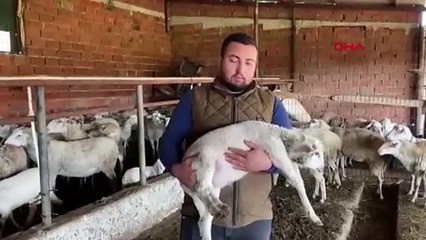 Çanakkale'de 5 bacaklı kuzu doğdu