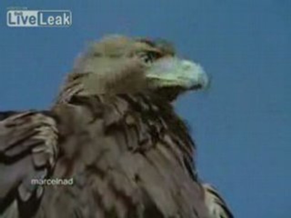 Aigle Royal et Chamois