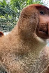 Cute animals #cutespets #animals #cuteanimals