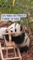 Cute panda cub struggles to mount toy horse