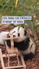 Cute panda cub struggles to mount toy horse