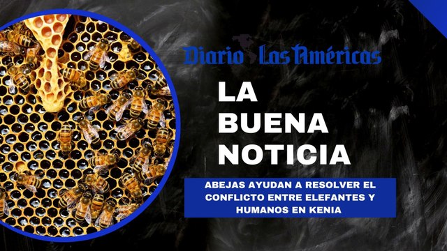 Abejas ayudan a resolver el conflicto entre elefantes y humanos en Kenia | La buena noticia