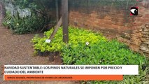 Navidad sustentable: los pinos naturales se imponen por precio y cuidado del ambiente