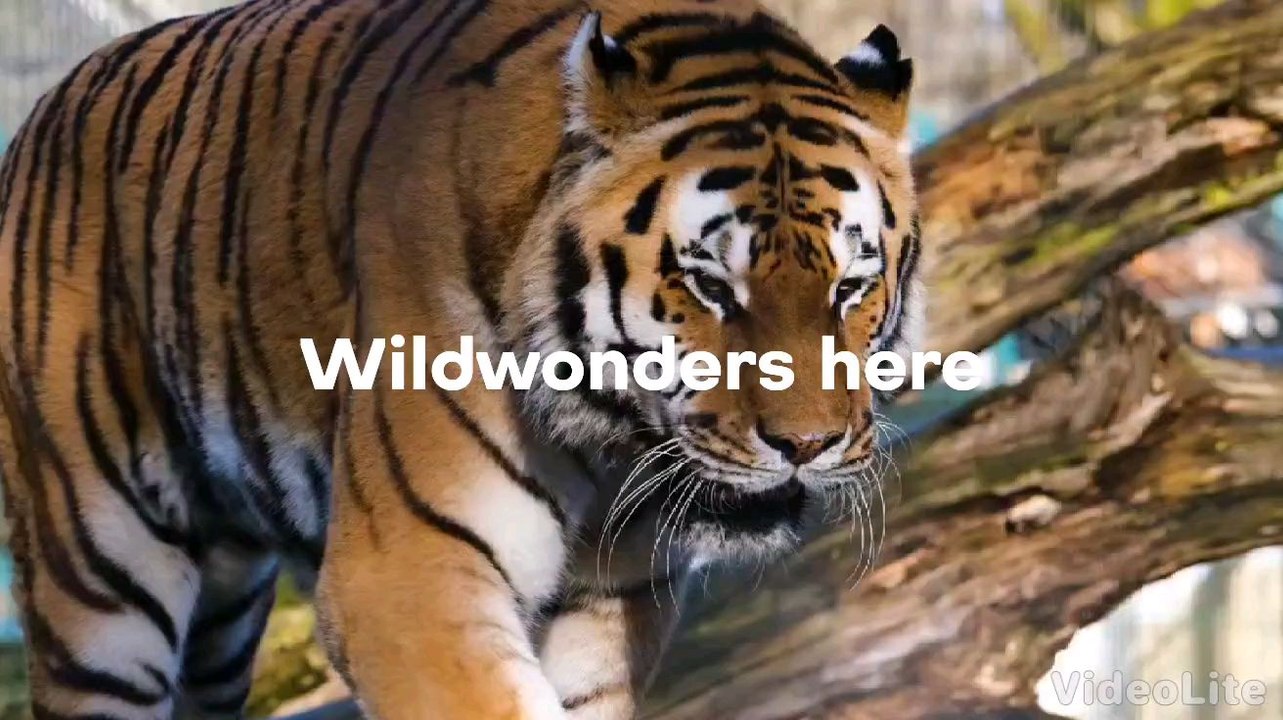 Top 10 Tiger Facts