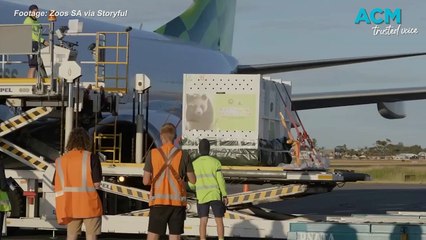 Two giant pandas arrive in Adelaide
