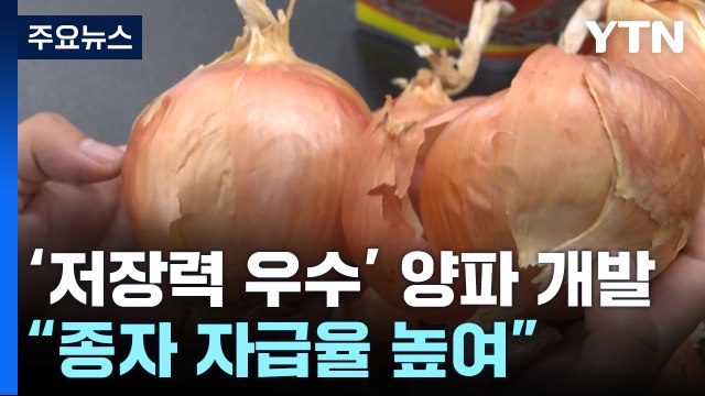 '저장력 우수' 국산 양파 개발... 종자 자급율 높이고 로열티 절감 / YTN