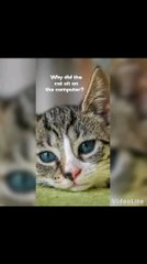Funny cat joke This one really got me its iconic😂😂😂😂