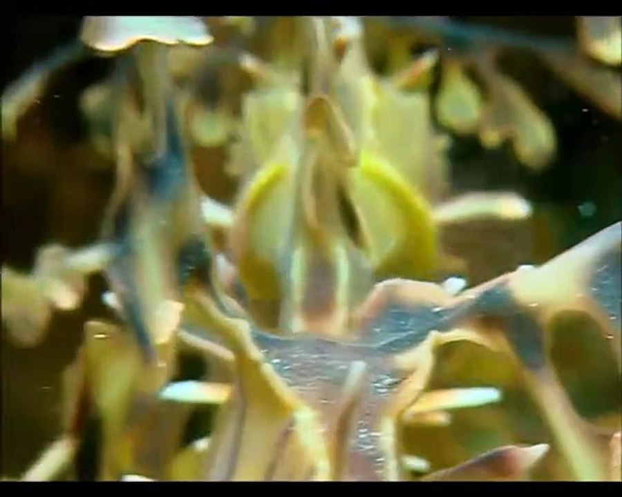 The Blue Planet.S03