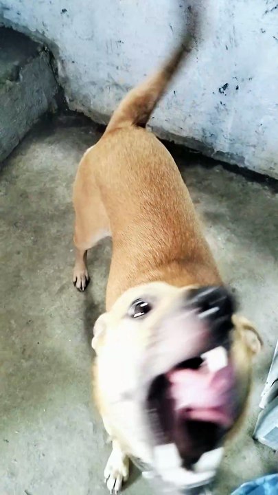 dogie