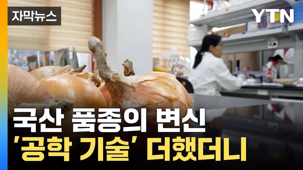[자막뉴스] 혁신적인 품종 개발... 국산 양파의 변신 / YTN