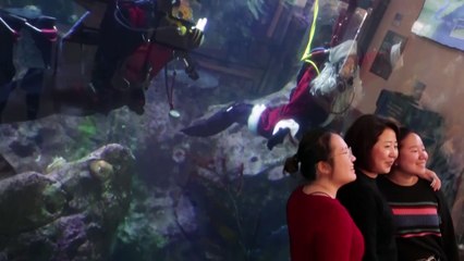 A diving Santa brings festive cheer to the Seattle Aquarium