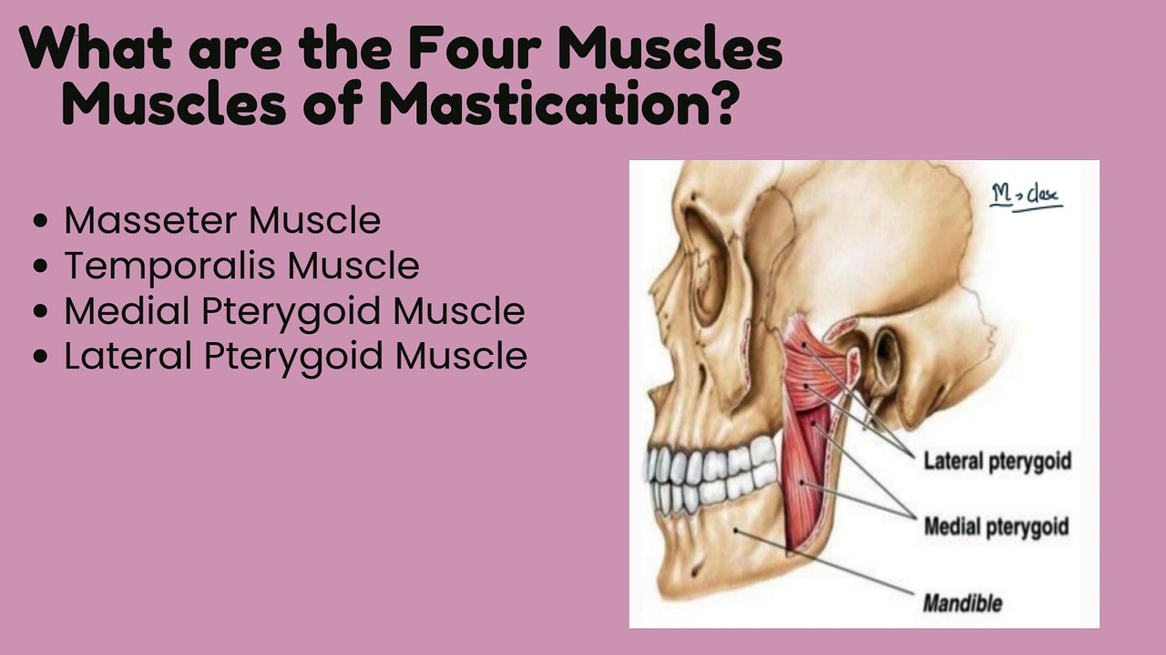Muscles of Mastication