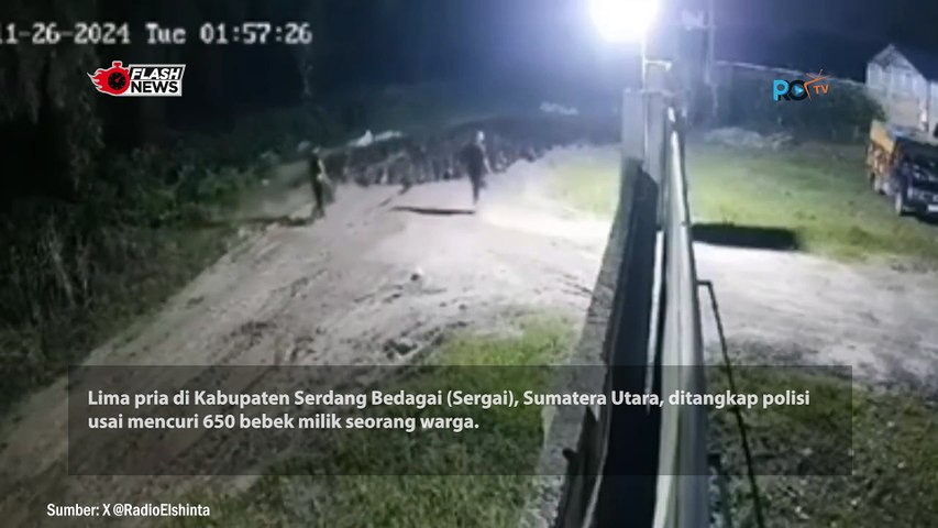 5 Pria di Serdang Berdagai Curi 650 Bebek Dengan Cara Digiring