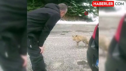 Duyarlı Aile, Tilkiyi Bisküvi ile Besledi
