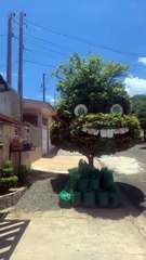 Trabalho de escultura realizado em árvore chama a atenção em rua no Douradinho.