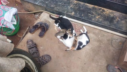 Beautiful cats feeding their kids