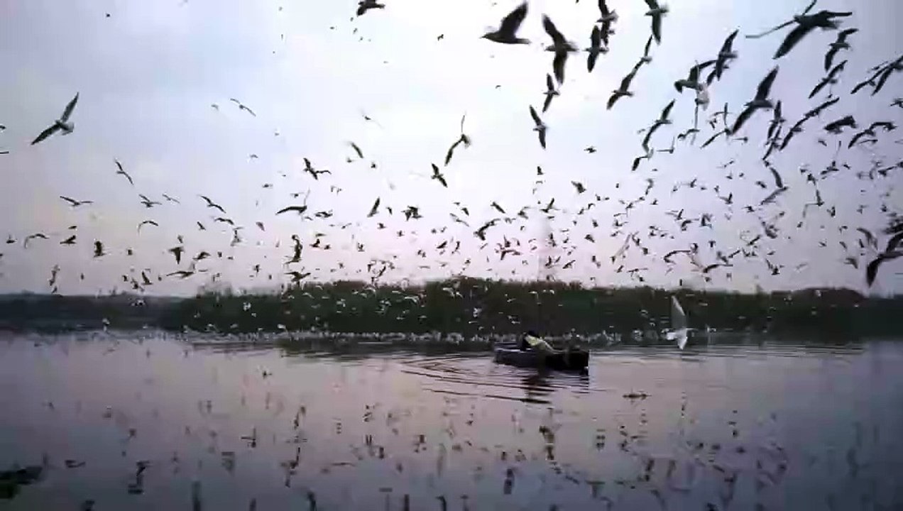 Birds (CALM MUSIC)
