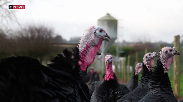 Noël 2024 : dans la Sarthe, cet éleveur prépare ses dindes pour le réveillon