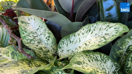 Roland Motte, jardinier : les plantes d'intérieur à feuillage vert et blanc