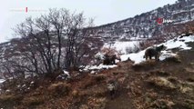 Kış uykusuna yatmadılar, fotoğrafçıya poz verdiler