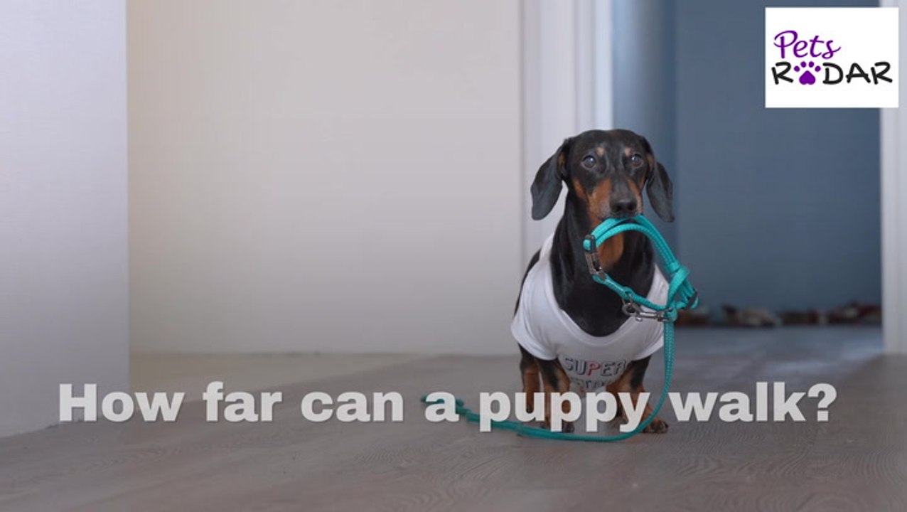 How Long Do You Walk Your Puppy?