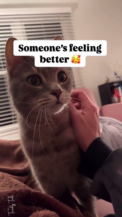 Meet Gill my rescue cat