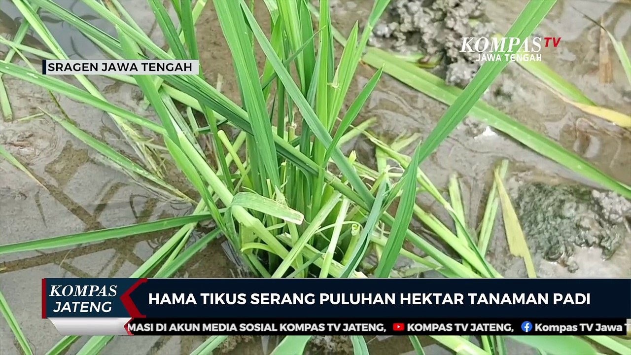 Hama Tikus Serang Puluhan Hektar Tanaman Padi