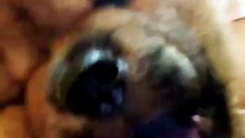 TOBI