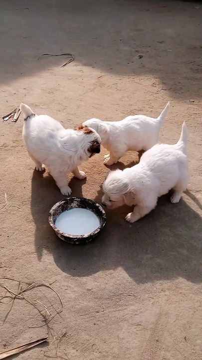Baby dogs 🐶🐕