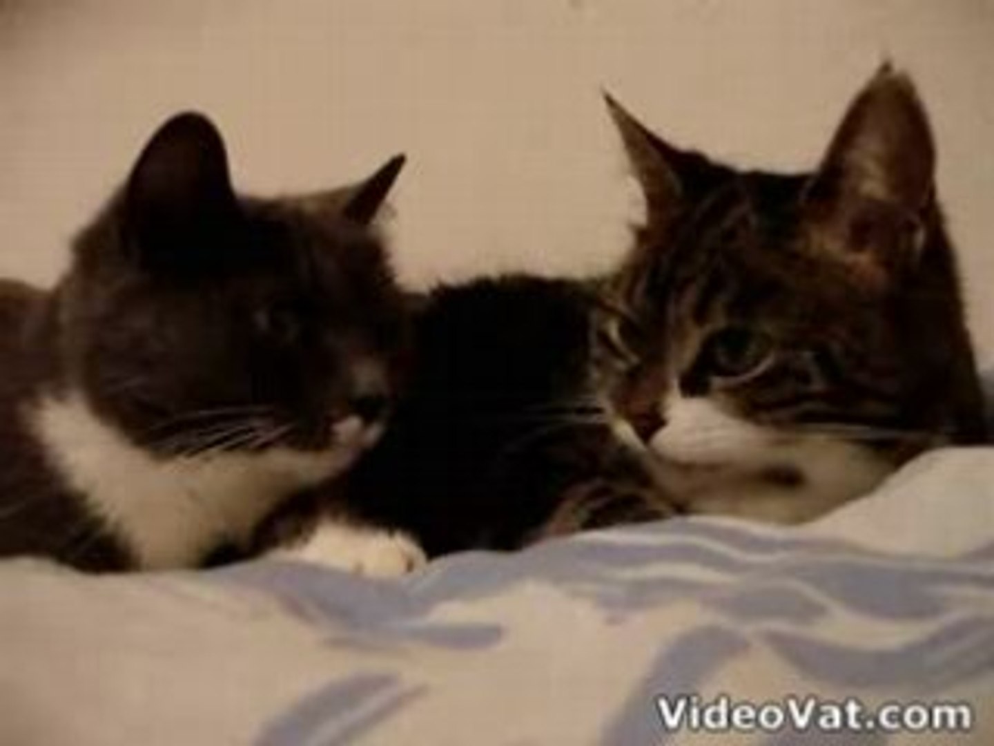 Two-Cats-having-a-conversation - Vídeo Dailymotion