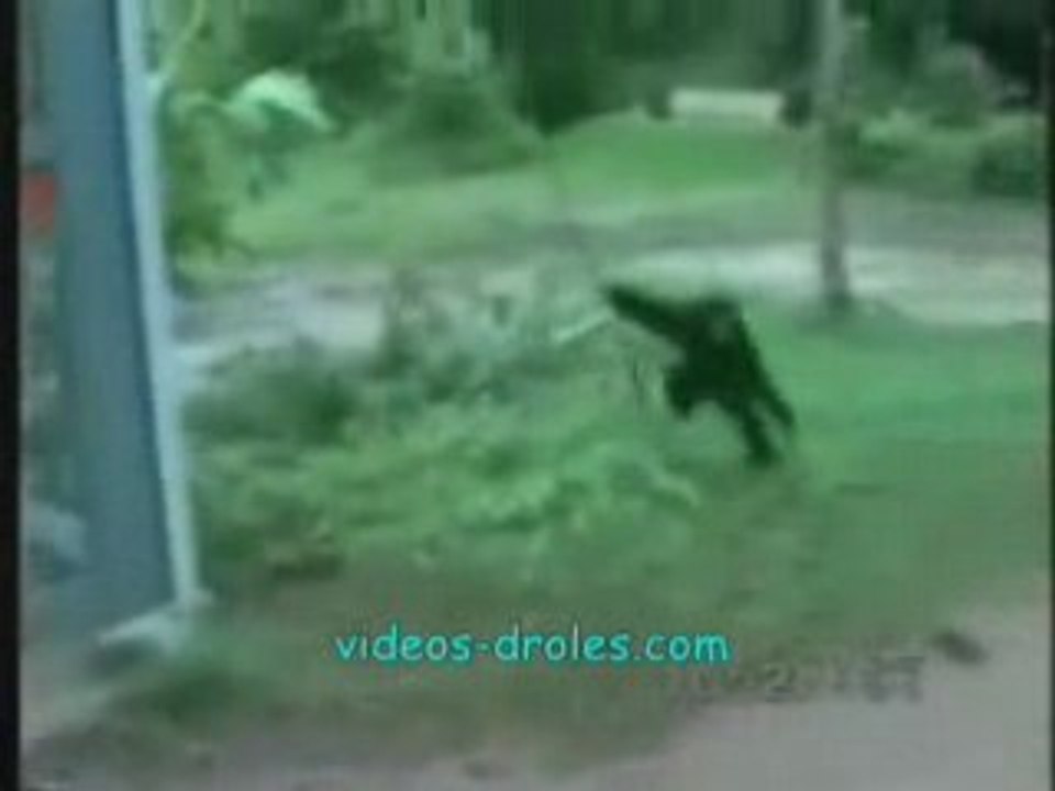 Chien contre singe