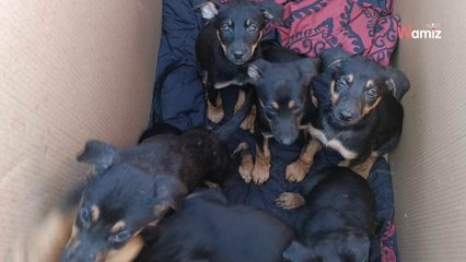 Ils ont des sueurs froides à l'approche du refuge : l'énorme boîte en carton envoie des signaux de détresse