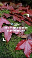 Red maple season at Phitsanulok