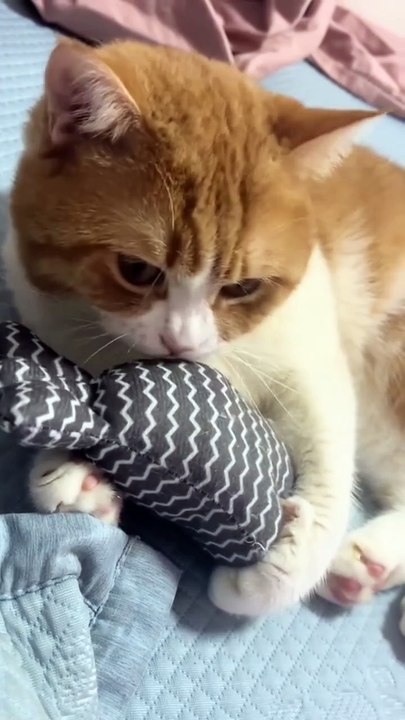 don't touch my pillow