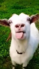 Funny goat _shortvideo _reels _video(360P)