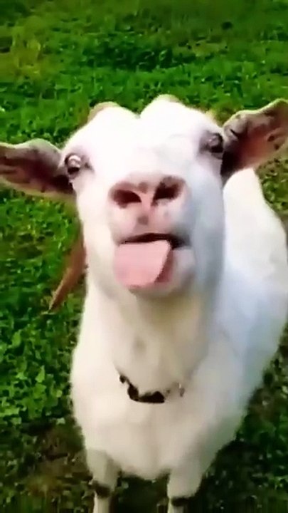 Funny goat _shortvideo _reels _video(360P)