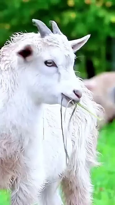 🤣🤣nom nom sound __goat funny video _viral _trending _shortsfeed(360P)