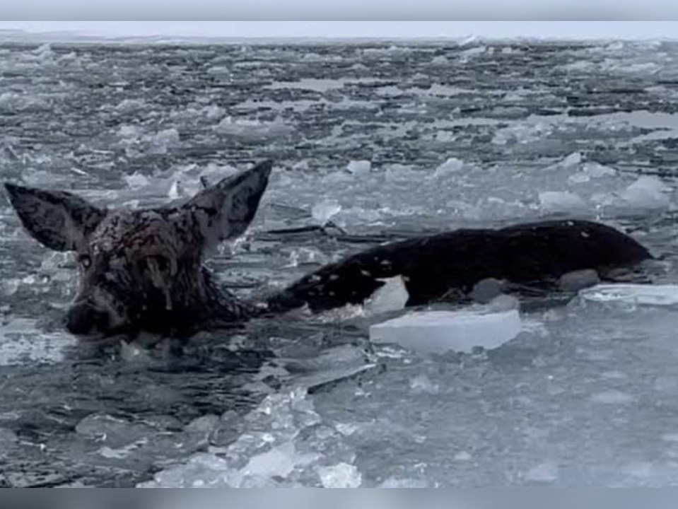 Zwei Brüder befreien gestrandetes Reh aus eisigem See