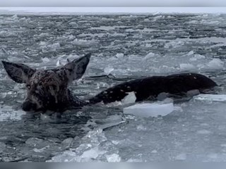 Zwei Brüder befreien gestrandetes Reh aus eisigem See