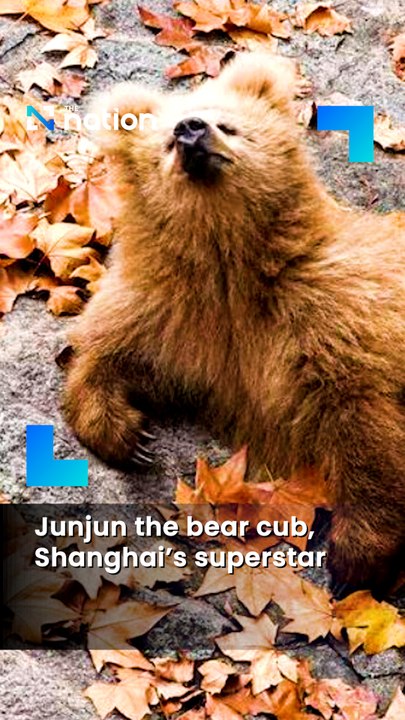 Junjun the bear cub, Shanghai’s superstar
