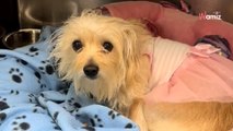 Ce chien arrive au refuge avec toute sa garde-robe : la descente aux enfers commence (vidéo)