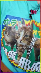 SIMONE - LE JT EXPRESS : la liste pas masculine ; la miaou des stars ; les LGBTQIA+ s’arment…