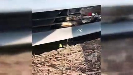 Ava giderken kazaya karışan şahin, aracın tamponunda yüzlerce km yol gitti...