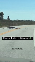 Graban a una familia de cocodrilos cruzando la carretera: "El tráfico en Florida es diferente"