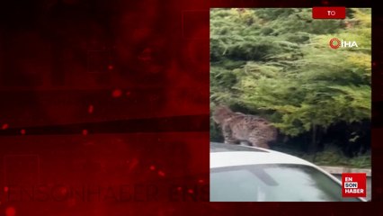 Tokat'ta nesli tükenmekte olan vaşak şehre indi