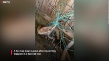 This is the incredible moment a fox in Bristol is saved after becoming trapped in football net