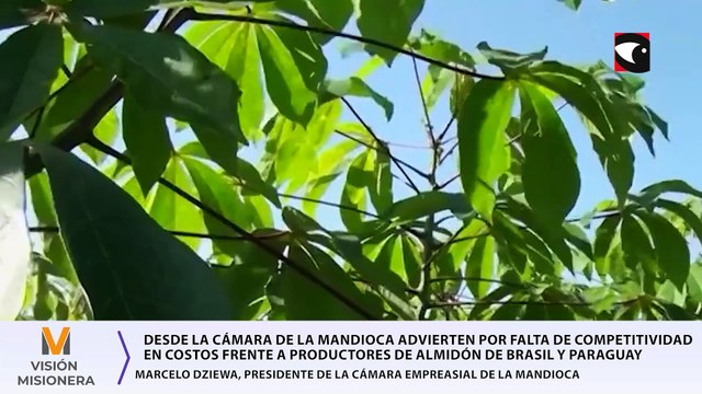 Desde la Cámara de la Mandioca advierten por falta de competitividad en costos frente a productores de almidón de Brasil y Paraguay