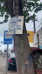 População alerta ao poder público de risco em queda de árvore